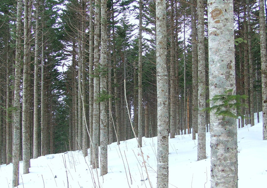 003 Shimokawa-cho, Hokkaido