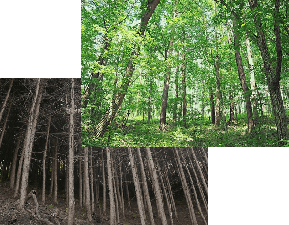 森がもたらすもの・more treesの活動理由