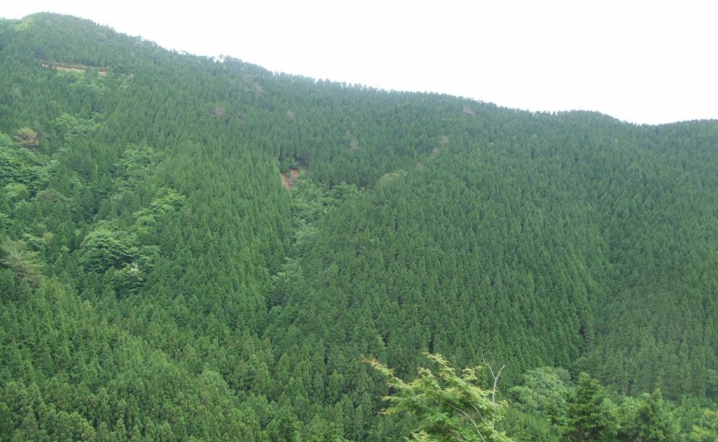 コラム】森のポートフォリオ① | 一般社団法人more trees