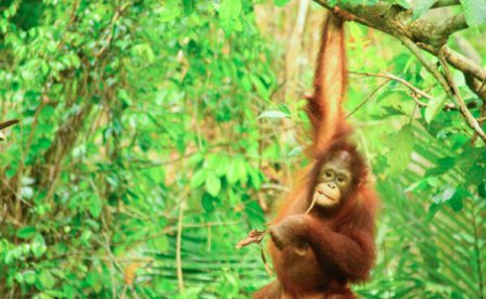 コラム 意外と知られていないオランウータンのこと 一般社団法人more Trees