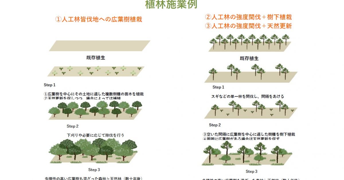 多様性のある森づくりのパターン | 一般社団法人more trees