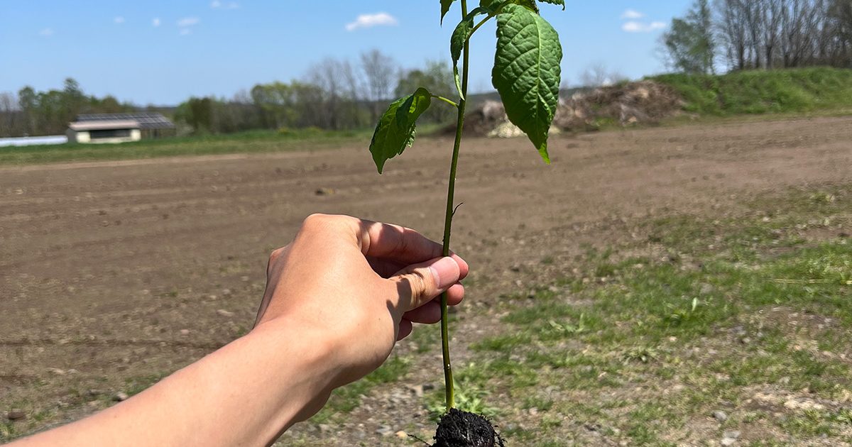 オリビア　抜き苗 オリビア 抜き苗