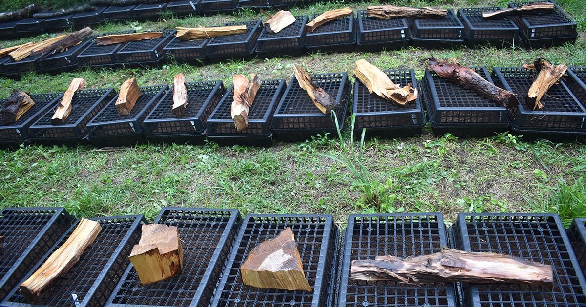 はじめの一歩は雨ニモマケズ。富山県南砺市で種採りをしました | 一般