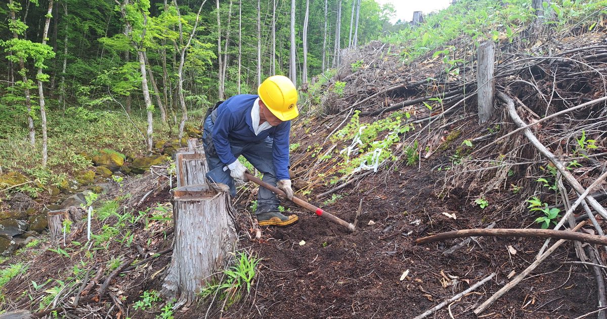 Before/Afterの写真つき。長野県木曽町で8樹種940本の植林を行いました