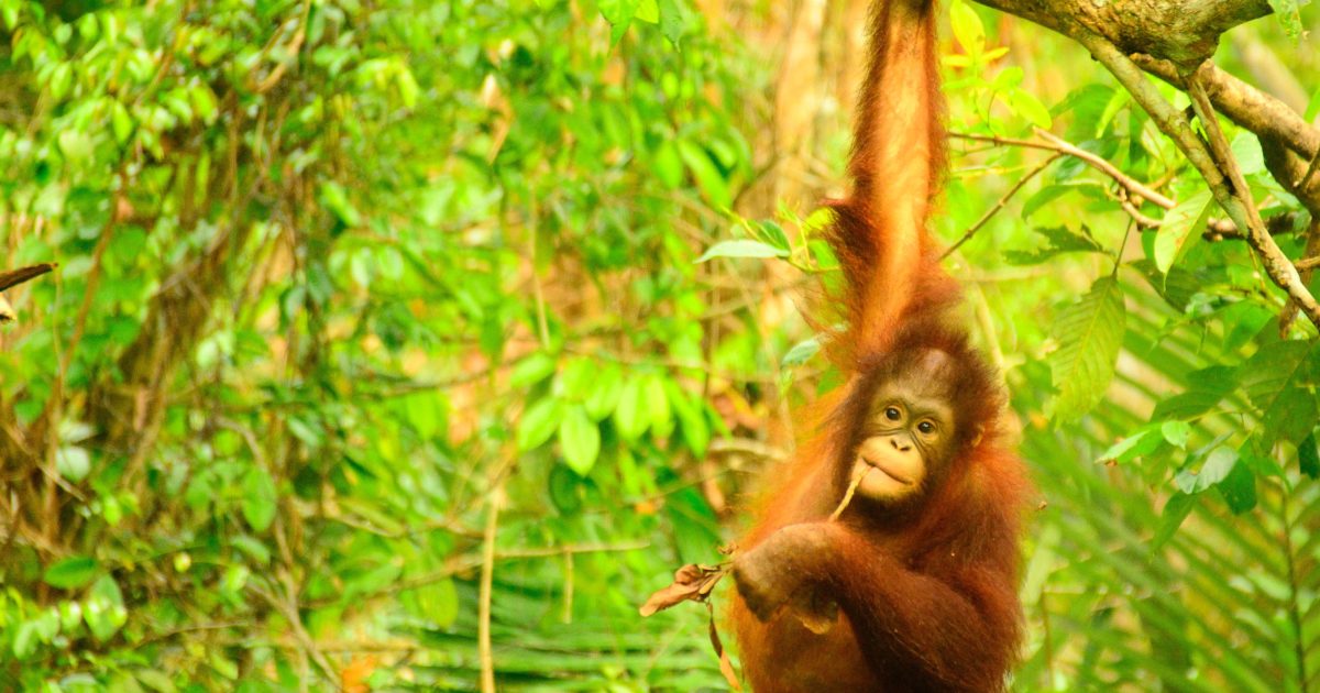 オランウータンの森 再生へ。インドネシア東カリマンタン州で植林を