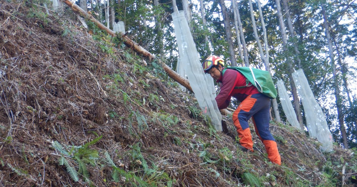 ウバメガシなど6種の広葉樹を23,252本。和歌山県田辺市・白浜町で植林