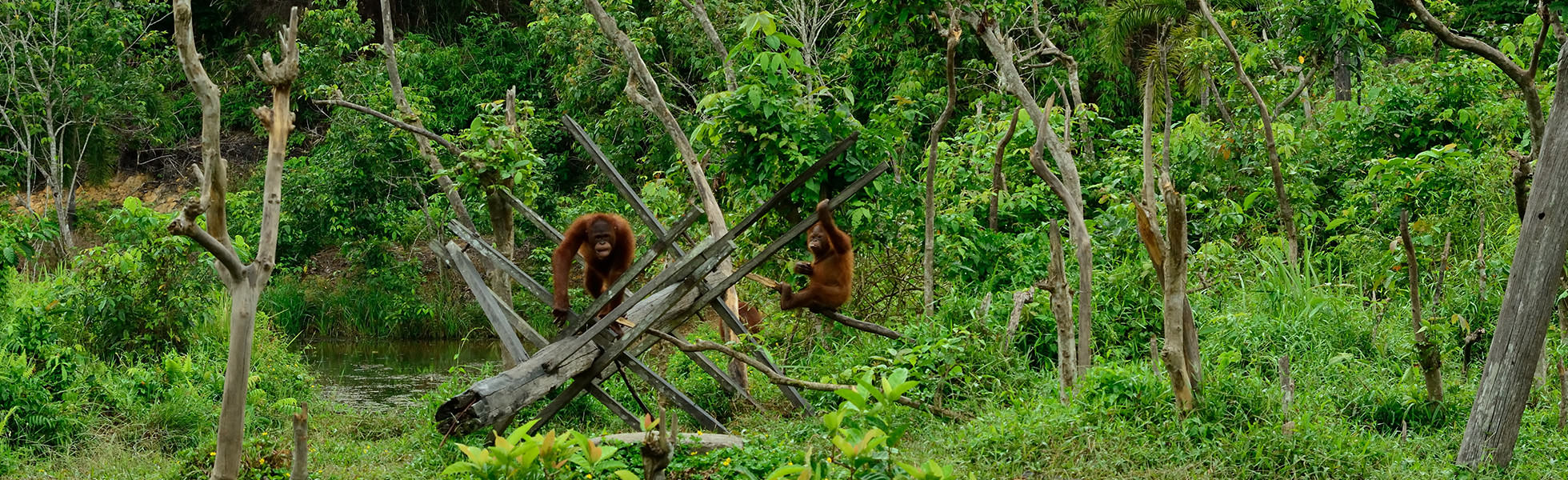 インドネシア 東カリマンタン州
